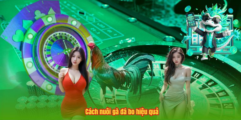 Cách nuôi gà đá bo hiệu quả